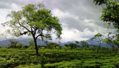 Tea Gardens in Dooars region