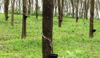 rubber production in kerala