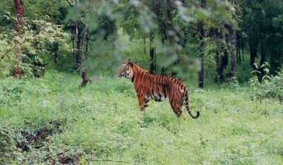 tiger in the picture