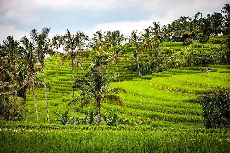 Bali Rice Terraces