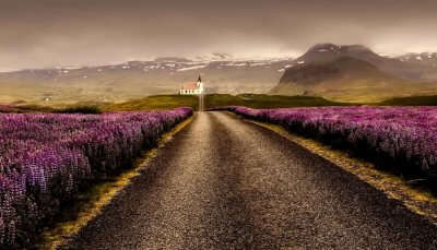 Blossoms in Iceland