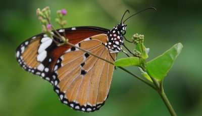 Butterfly Conservatory Of Goa