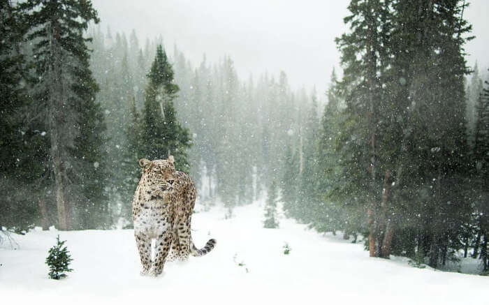 Snow Leopard