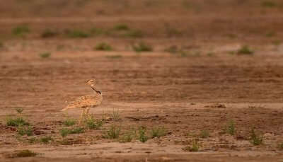 Great Indian Bustard Sanctuary