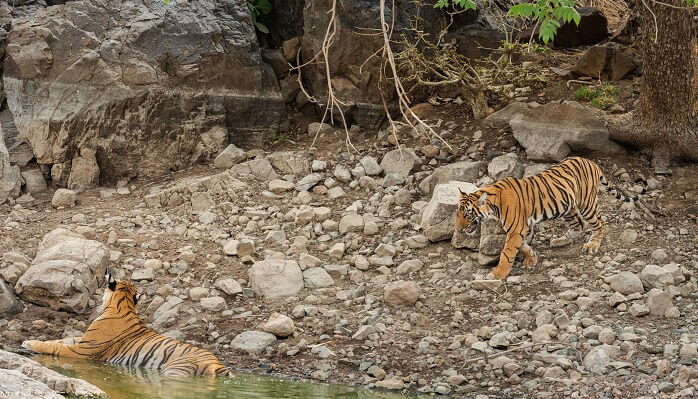 India’s First Hot Air Balloon Wildlife Safari At Bandhavgarh Tiger Reserve