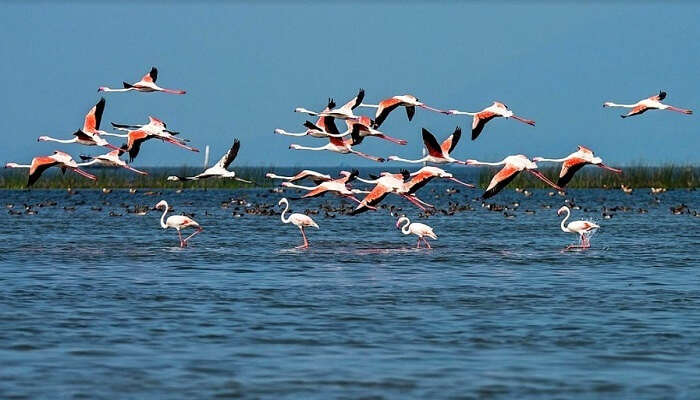 Migratory Birds Spotted In Odisha's Bhitarkanika National Park