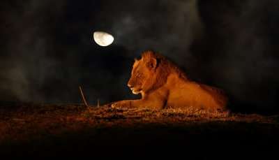 MP Night Safaris