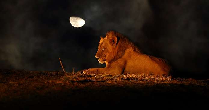 Night Safari in Madhya Pradesh&#39;s Three Major National Parks