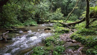 A breathtaking view of Mawphlang Sacred Forest that houses rich flora and fauna.