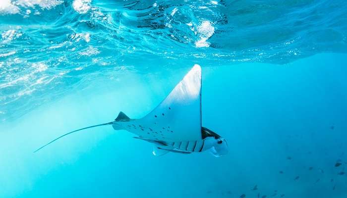 Underwater view of hovering Giant oceanic manta ray
