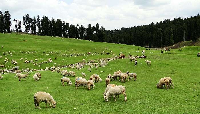 Sheeps gazing grass at Budgam