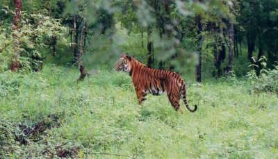 Dampa Tiger Reserve 