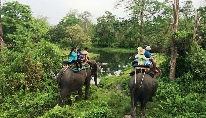 Go for a jungle safari in Malaysia one of the best things to do on your vacation.