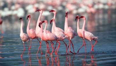 Flamingoes in the flamingo city in Kutch Desert Wildlife Sanctuary