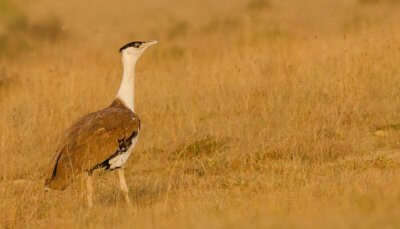 The Great Indian Bustard at the Kutch sanctuary