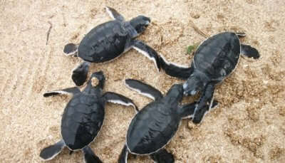 Giant Leatherback Turtles in Marine National Park in Kutch