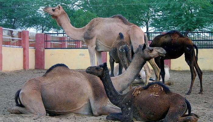 National Research Centre On Camel, among the places to visit in Bikaner.
