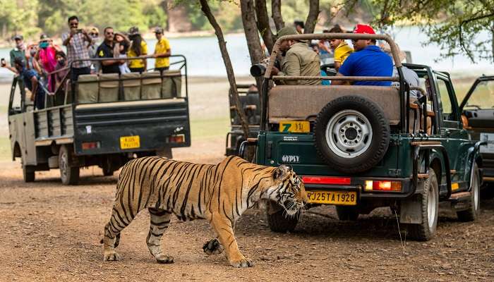 Ranthambore National Park, among the Places To Visit In Summer In Rajasthan