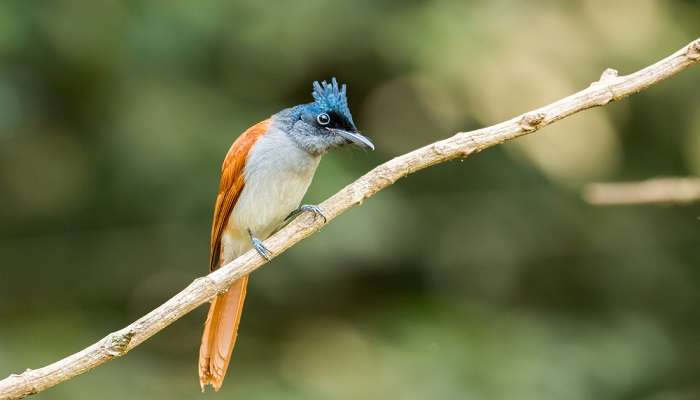 Visit the richest bird sanctuary at Thattekkad Bird Sanctuary and witness the endangered species of birds in Ernakulam