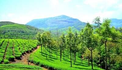 Munnar- The Surreal Summer Escape