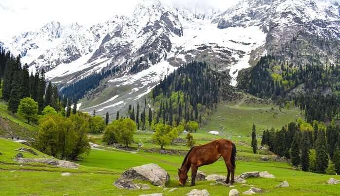 Destination Wedding In Kashmir