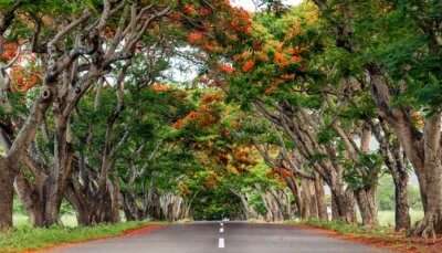 Road in Mauritius