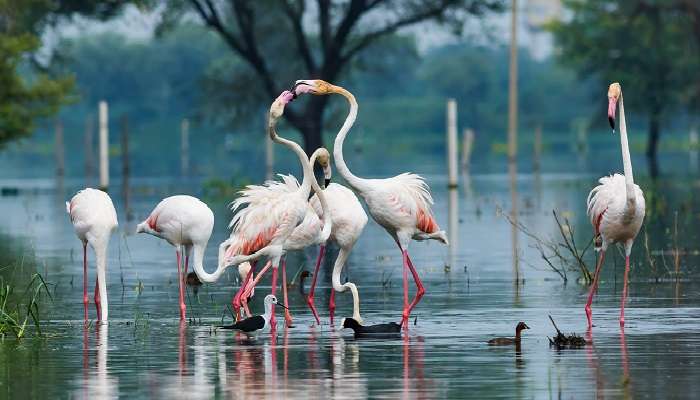 famous bird in the wildlife park, one of the best picnic spots near Delhi in summer