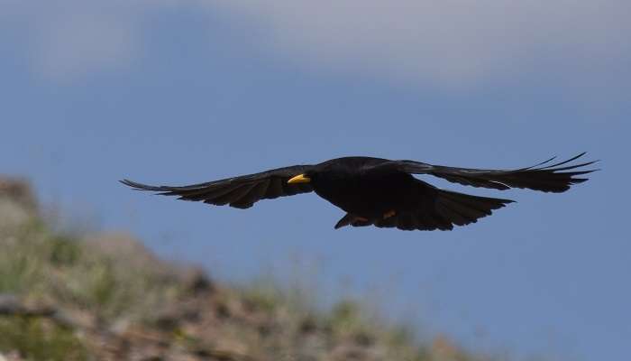 Yellow-billed chough landing in one of the National Parks in Himachal Pradesh