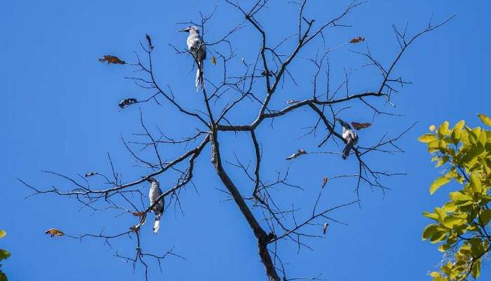 Birds in Simbalbara