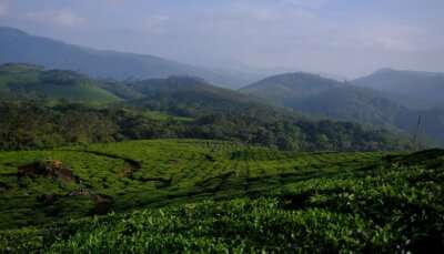 Tea plantation in Munnar