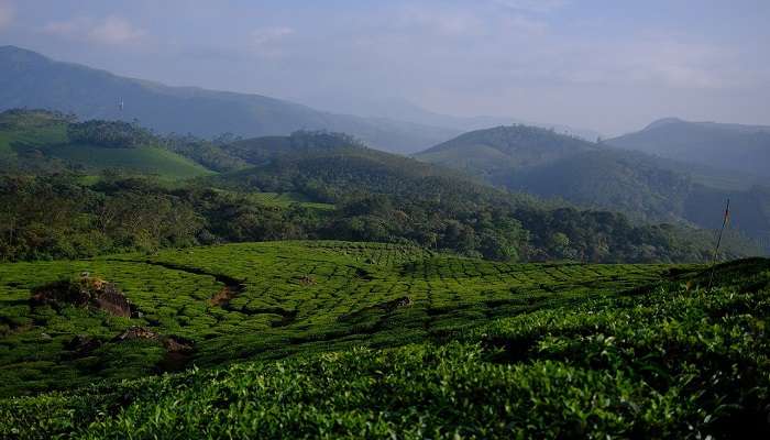 Trekking in Munnar: A Complete Guide to The Best Trails, Tips & Packages