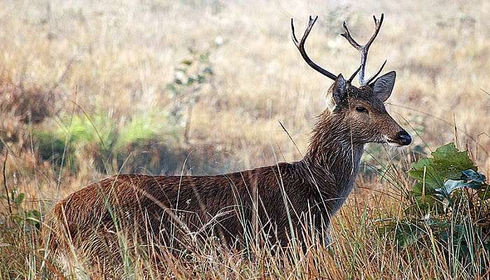 Wildlife Sanctuaries In Madhya Pradesh