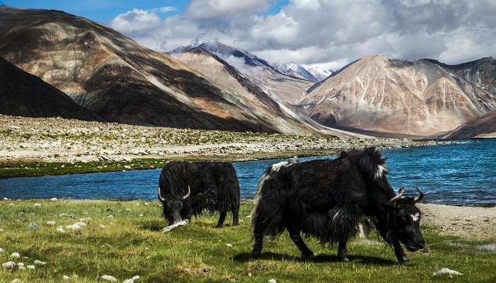 National Parks in Himachal Pradesh