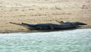 National Chambal Gharial Sanctuary is one of the best places to visit in Ranthambore