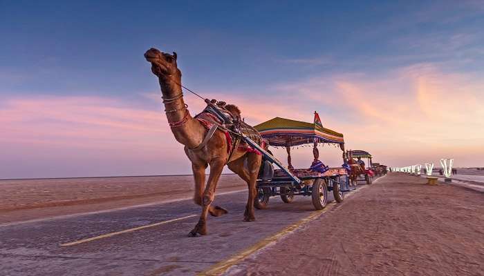 Rann Utsav in Kutch