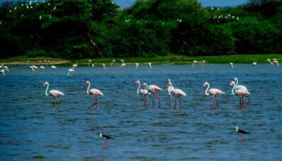 Flamingos in the Thol Lake
