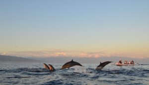 carefree dolphins circling