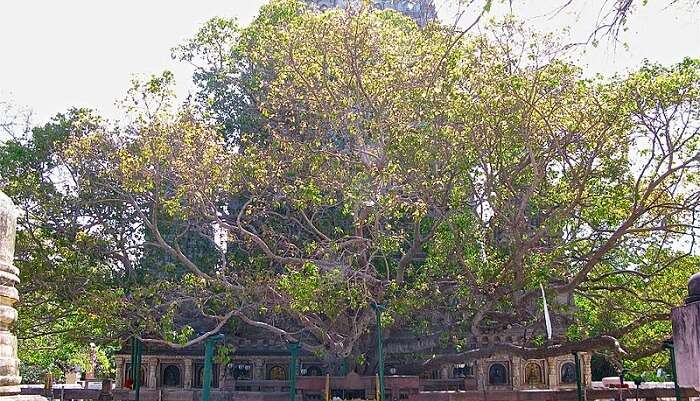 The Mahabodhi Tree at the Sri Mahabodhi Temple in Bodh Gaya