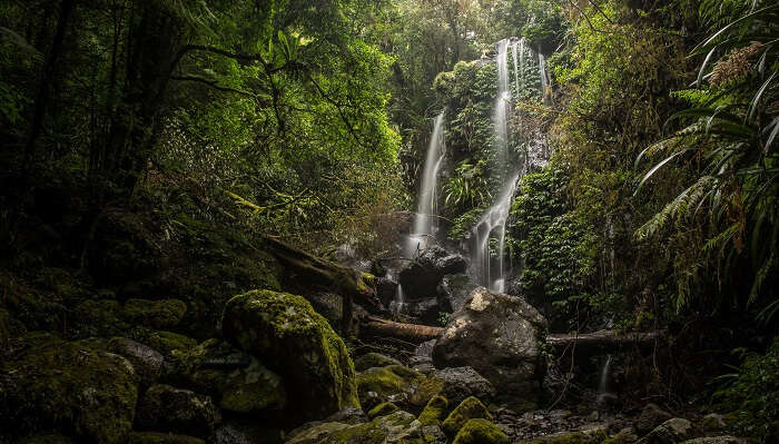 natural beauty of Lamington National Park