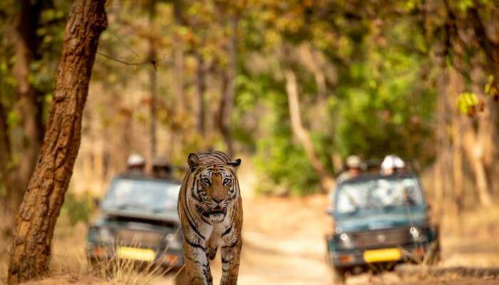 Tiger walking towards you on the road with tourist jeeps in the background