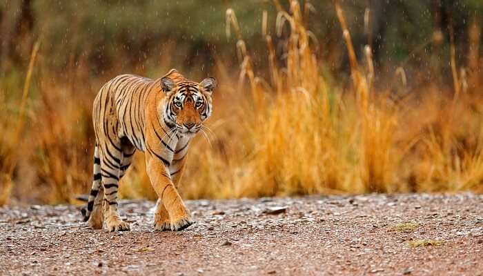 wild animal in the Ranthambore 