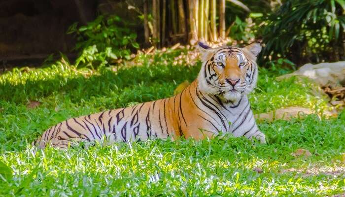 Tiger Reserves in Rajasthan