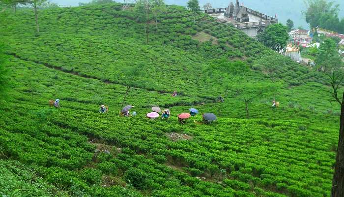 दार्जिलिंग के चाय बागान का मनमोहक दृश्य