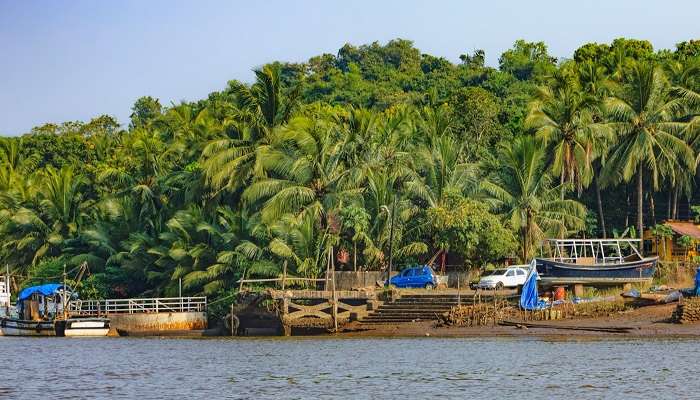 Lush green surroundings at Chorao Island in Goa