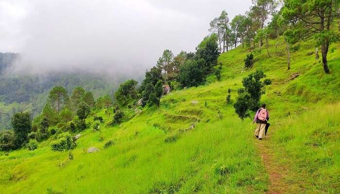 Beautiful Green Landscape