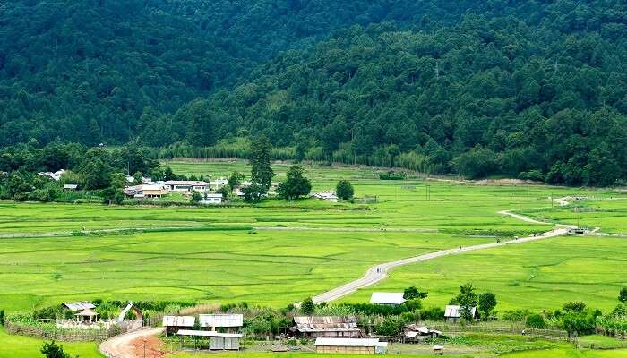 A section of Ziro valley