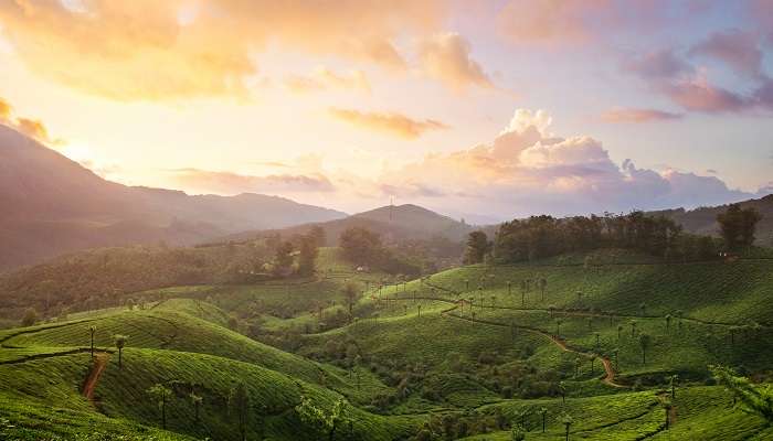 Tea plantations of Munnar, one of the best places to visit in Kerala