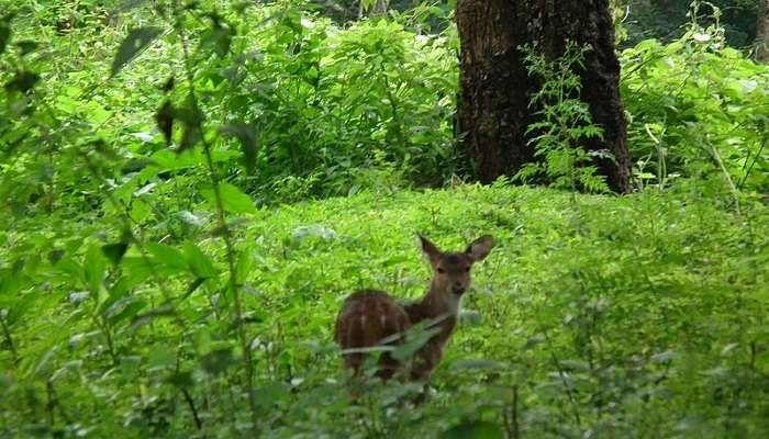 A deer in the wild at the Nagarhole National Park in Karnataka, one of the best places to visit in Karnataka.