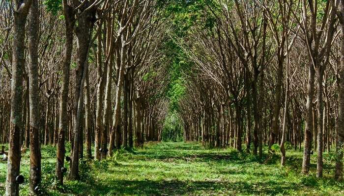 The path between the woods in the forest