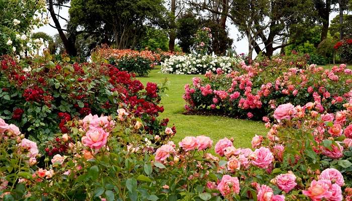 Rose-Garden